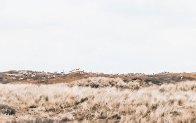 Amsterdamse Waterleidingduinen